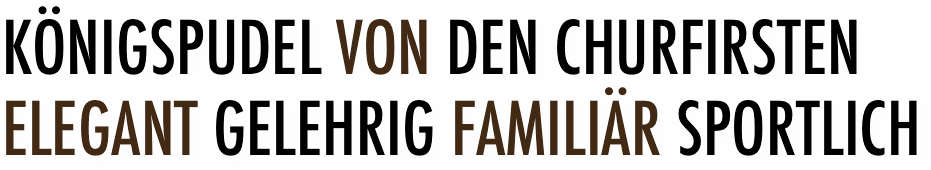 KönigsPUDEL VON DEN CHURFIRSTENElegant gelehrig familiär sportlich